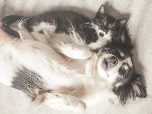 обоя животные, разные вместе, друзья, котёнок, отдых, спящие, сон, собака