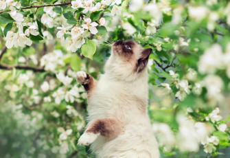 Картинка животные коты весна кот
