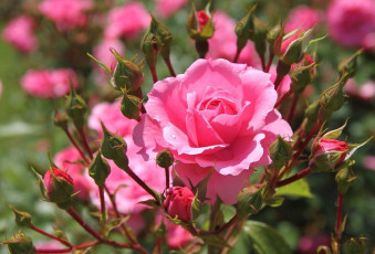 Картинка цветы розы бутоны много розовый