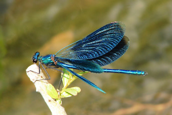 Картинка животные стрекозы стрекоза сучок насекомое синяя