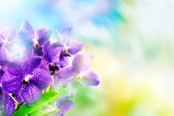 Картинка цветы орхидеи боке крупным планом фон фиолетовые