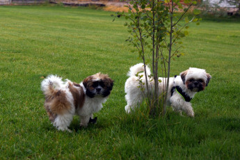 Картинка животные собаки забавные деревце лето трава