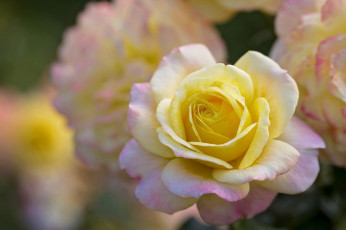 Картинка цветы розы нежность лепестки роза