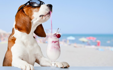Картинка юмор+и+приколы очки вишня фон бокал бассет хаунд коктейль пляж боке море юмор солнце трубочка