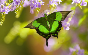 Картинка животные бабочки +мотыльки +моли парусник палинур бабочка цветы дуранта боке макро