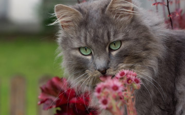 Картинка животные коты цветы кошка мордочка кот