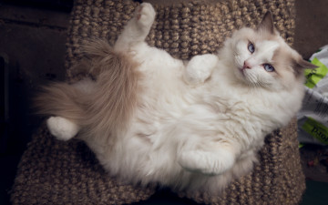 Картинка животные коты кот релакс расслабон рэгдолл кошка