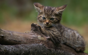 Картинка животные коты лесная кошка бревно дикая котёнок взгляд