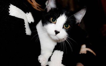 Картинка животные коты шарф кот кошка черно-белая