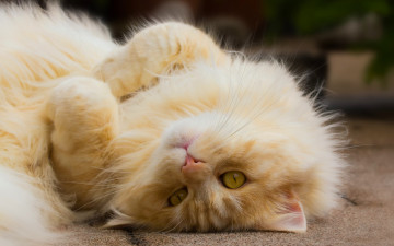 Картинка животные коты взгляд рыжий кот лапочка котейка