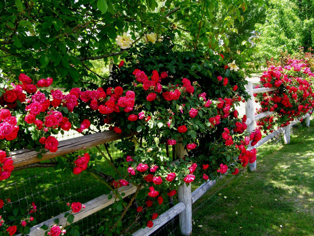Обои картинки фото цветы, розы, плетистые