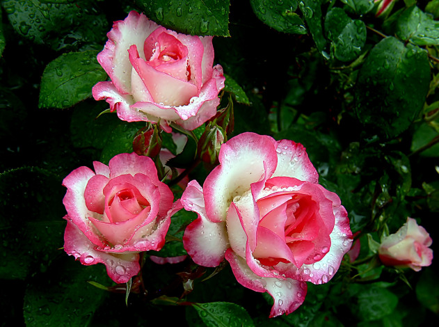 Обои картинки фото цветы, розы, капли, двухцветные