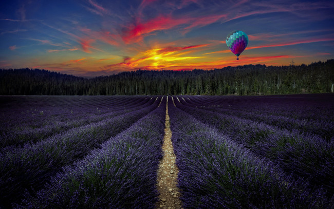 Обои картинки фото цветы, лаванда, воздушный, шар, вечер, поле