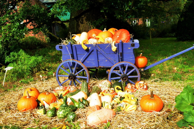 Обои картинки фото еда, тыква, осень, тележка, урожай