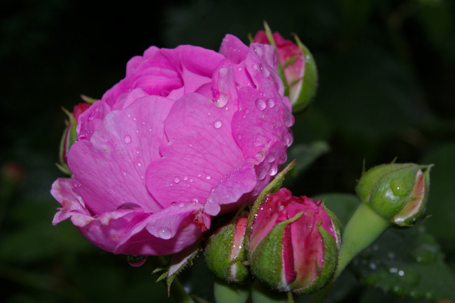 Обои картинки фото цветы, розы, розовый, бутоны, капли