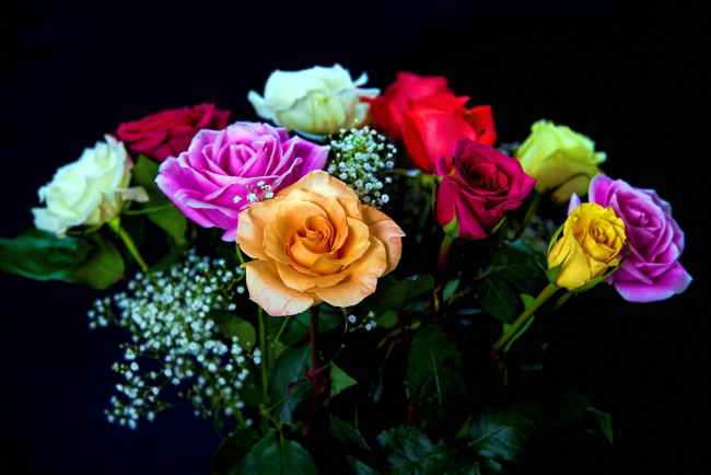 Обои картинки фото цветы, розы, разноцветные