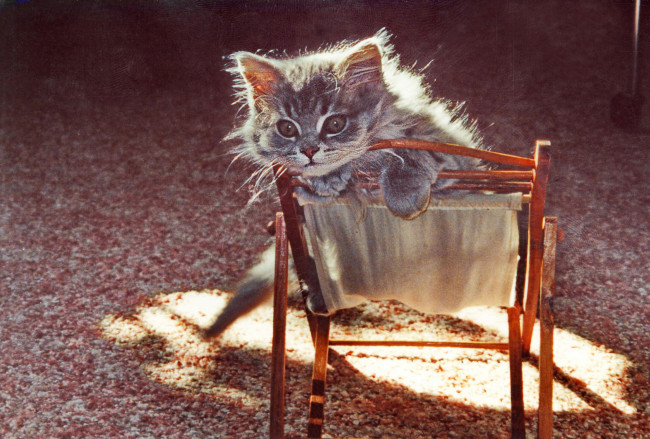 Обои картинки фото животные, коты, котёнок, стульчик, текстура