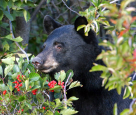Картинка животные медведи ягоды медведь ветки морда