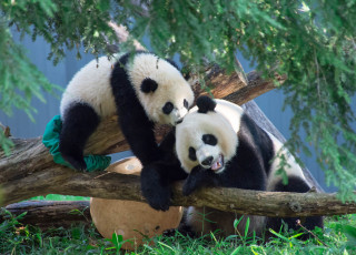 Картинка животные панды дерево мишки пара ветки