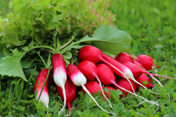 Картинка еда редис +репа +редька витамины вкусно дача урожай природа лето зелень
