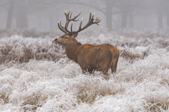 Картинка животные олени зима иней снег трава олень природа животное