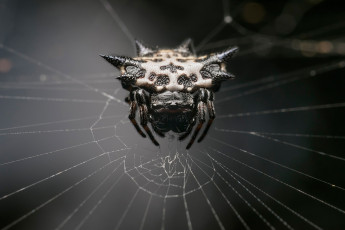 обоя животные, пауки, web, spider, monster, arachnid