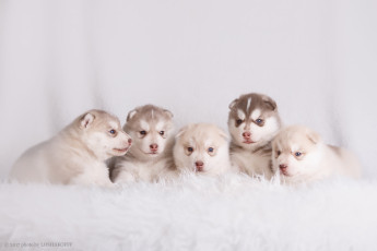 Картинка животные собаки фон малыши одеяло щенки