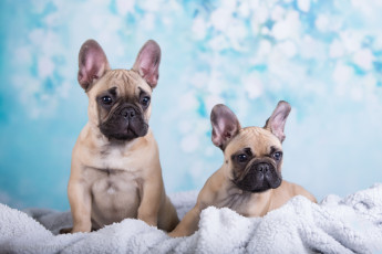 Картинка животные собаки щенки фон одеяло