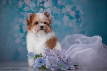 Картинка животные собаки щенок животное ткань цветы фон