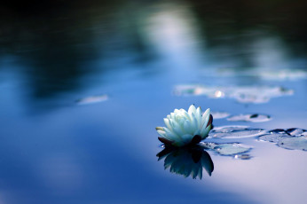 Картинка цветы лилии+водяные +нимфеи +кувшинки природа вода листья кувшинка цветение