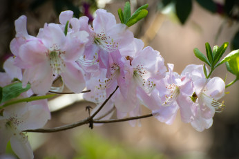 Картинка цветы рододендроны+ азалии азалия цветение розовая листья лепестки цветки