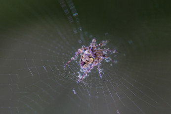 обоя животные, пауки, spider, wet, drops, web