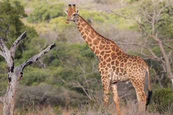 обоя животные, жирафы, природа, животное, жираф, дерево
