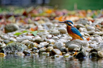 Картинка животные зимородки птица камни зимородоки природа вода