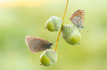 Картинка животные бабочки +мотыльки +моли фон желуди ветка