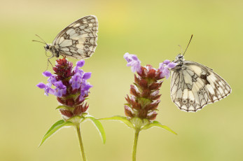 Картинка животные бабочки +мотыльки +моли пара цветы