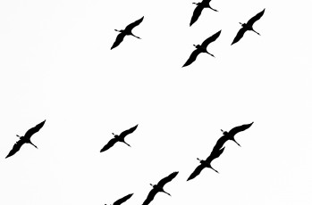 Картинка рисованное минимализм птицы свобода полёт