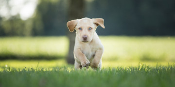 Картинка животные собаки пёсик боке трава щенок прогулка