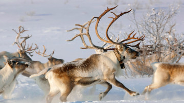 Картинка животные олени упряжка снег зима северный олень