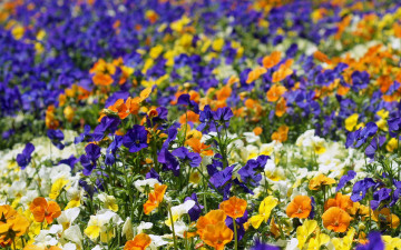 Картинка цветы анютины+глазки+ садовые+фиалки анютины глазки яркие клумба разноцветные