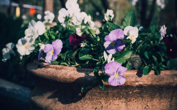 Картинка цветы анютины+глазки+ садовые+фиалки насыщенный яркий фото нежный лепестки темный горшок природа анютины глазки парк
