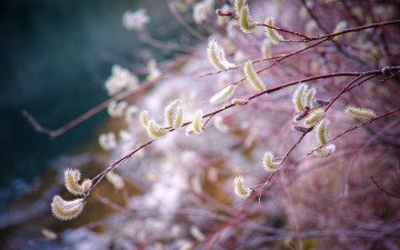 Картинка цветы цветущие+деревья+ +кустарники весна ветка верба