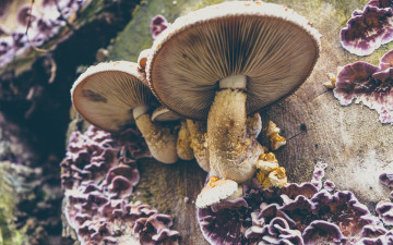 Картинка природа грибы пень