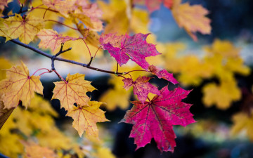 Картинка природа листья ветки дерево осень боке