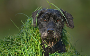 Картинка животные собаки маскировка укрытие пёс трава морда собака взгляд