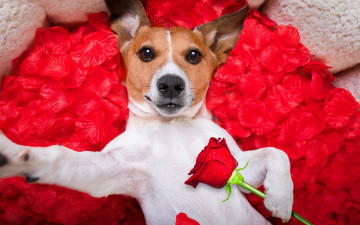 Картинка животные собаки valentine romantic лепестки love dog rose собака petals hearts funny