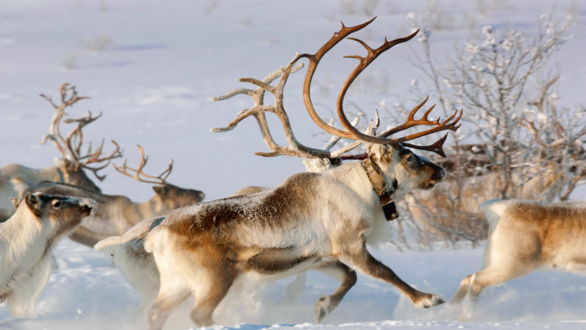 Обои картинки фото животные, олени, упряжка, снег, зима, северный, олень