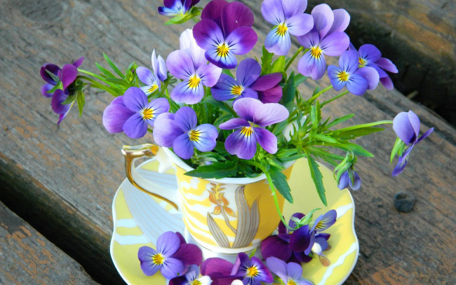 Обои картинки фото цветы, анютины глазки , садовые фиалки, flowers, лепестки, cup, чашка, violet, анютины, глазки