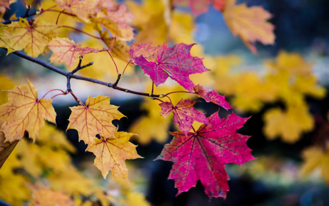 Обои картинки фото природа, листья, ветки, дерево, осень, боке
