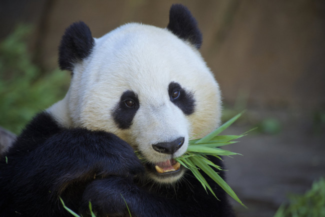 Обои картинки фото животные, панды, панда, мишка, бамбук, еда
